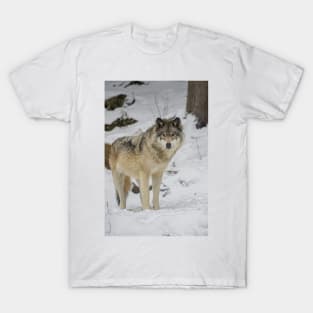 Eastern Gray Wolf T-Shirt